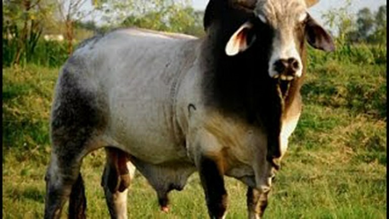 The Science Behind Cattle Ranches: How the Cowboy Business Evolved The Science Behind Cattle Ranches: How the Cowboy Business Evolved