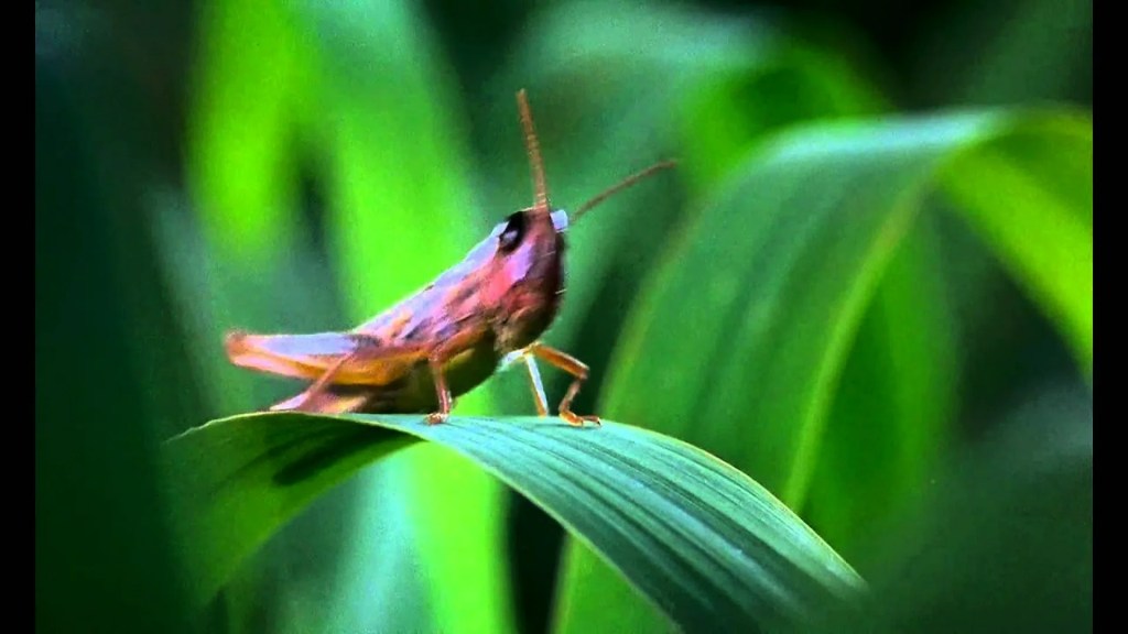 MicroCosmos MicroCosmos