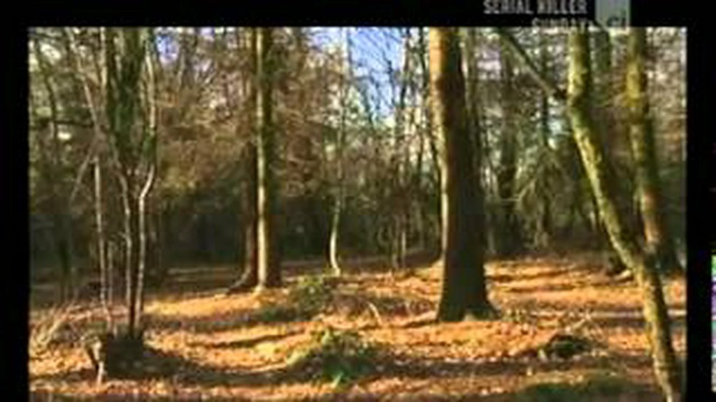 Killer in the Woods Killer in the Woods