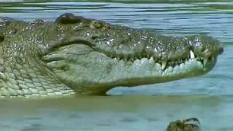 Crocodile vs. Lizard Crocodile vs. Lizard