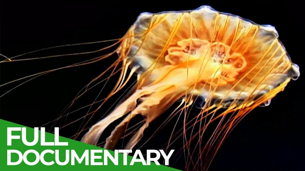 The 10 Best Documentaries About Jellyfish The 10 Best Documentaries About Jellyfish