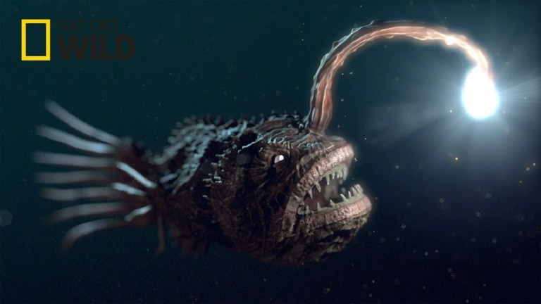 Deep Sea Creatures: Beyond The Ocean Deep Sea Creatures: Beyond The Ocean