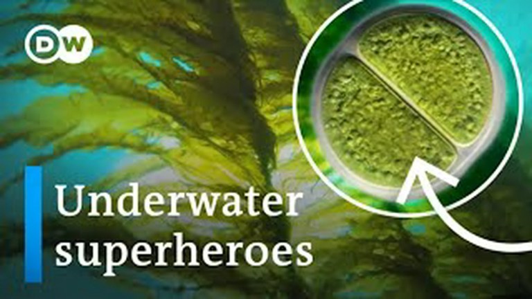 Why the world needs more algae, not less Why the world needs more algae, not less