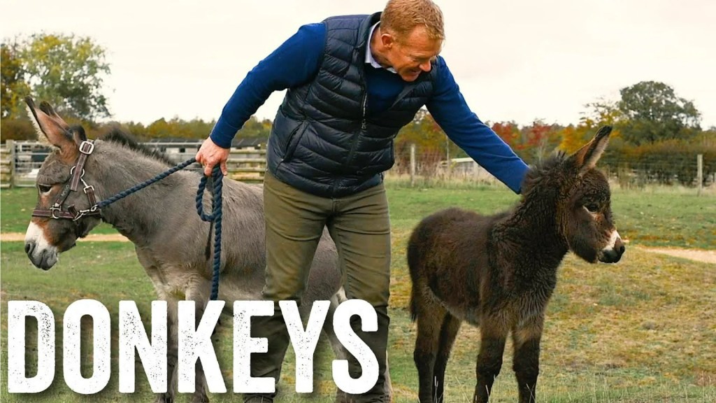 The 11 Best Documentaries About Donkeys The 11 Best Documentaries About Donkeys