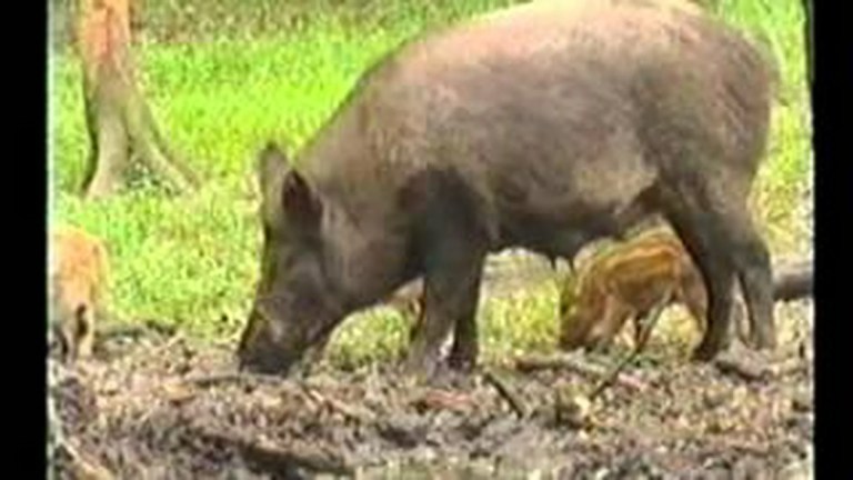 The Emotional World of Farm Animals The Emotional World of Farm Animals
