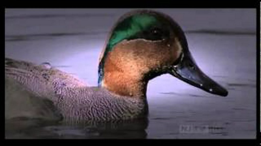 The 8 Best Documentaries About Ducks The 8 Best Documentaries About Ducks