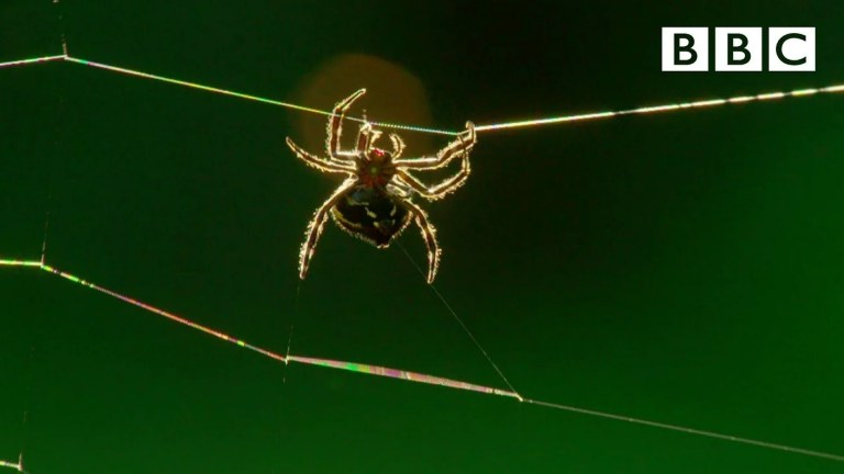 Amazing Darwin’s Bark Spider Spins a Massive Web Amazing Darwin’s Bark Spider Spins a Massive Web