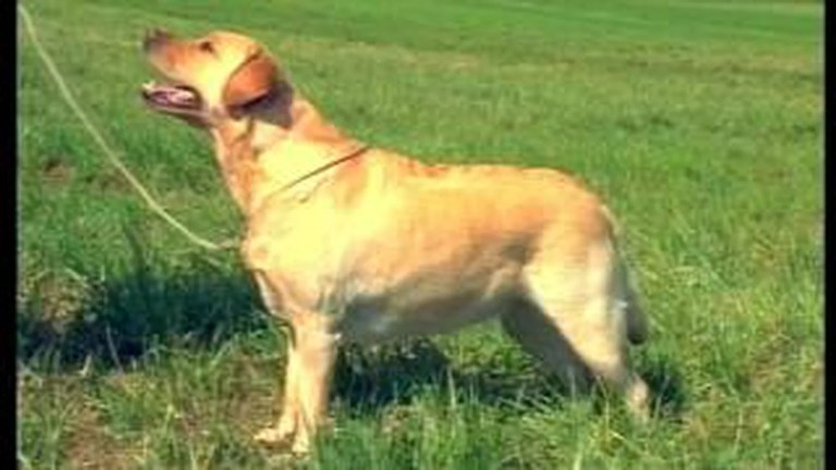 The Labrador – Pet Dog Documentary English The Labrador – Pet Dog Documentary English
