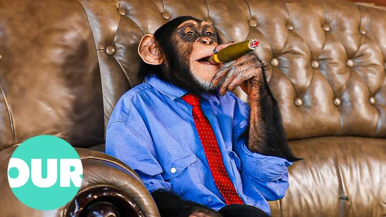 Unusual Tricks Animals Do That Will Make You Laugh Unusual Tricks Animals Do That Will Make You Laugh