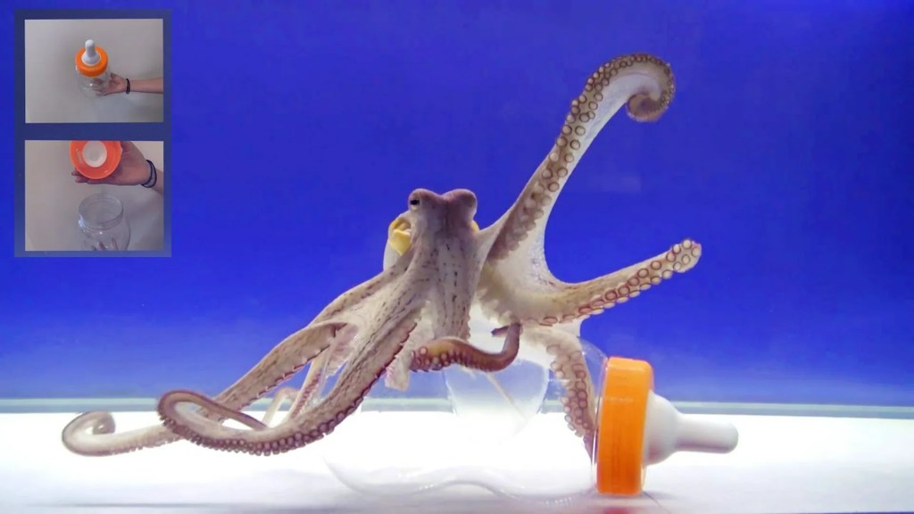 Octopus – Most Intelligent Animal on Earth Octopus – Most Intelligent Animal on Earth