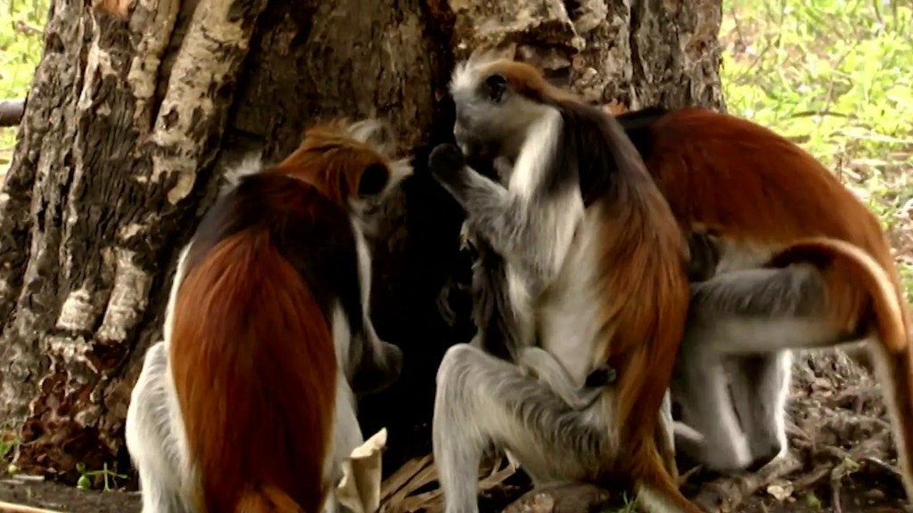 Animals Like Us : Animal Medicine Animals Like Us : Animal Medicine