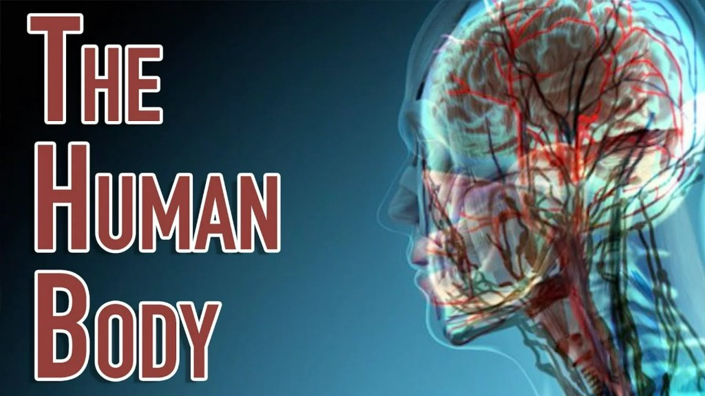 The Human Body The Human Body
