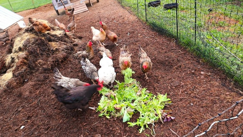 What 355 Farm Animals Eat in a Day What 355 Farm Animals Eat in a Day