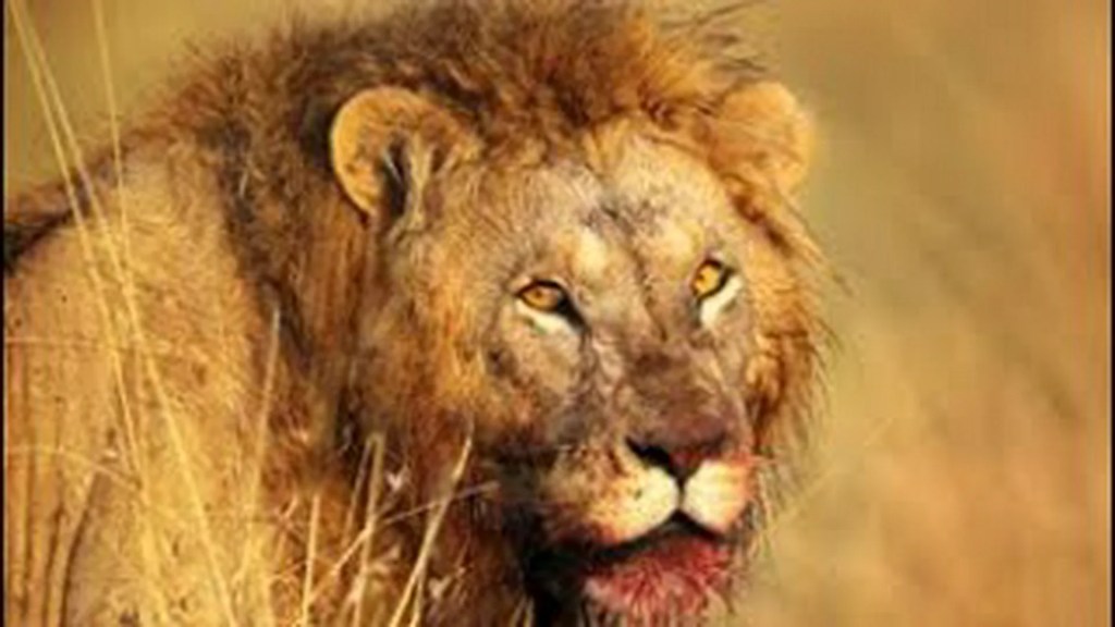 The Tsavo lions: The Legendary man-eaters The Tsavo lions: The Legendary man-eaters