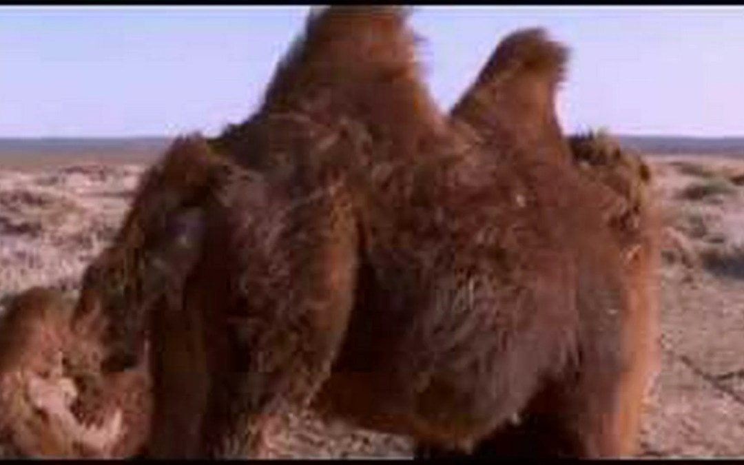 The Story of the Weeping Camel