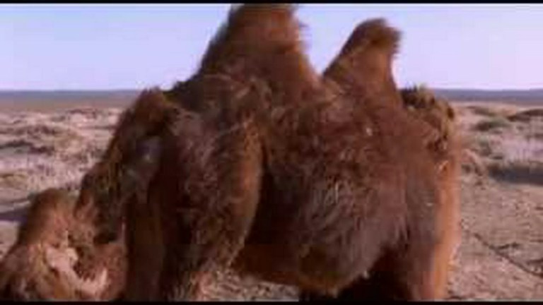 The Story of the Weeping Camel The Story of the Weeping Camel