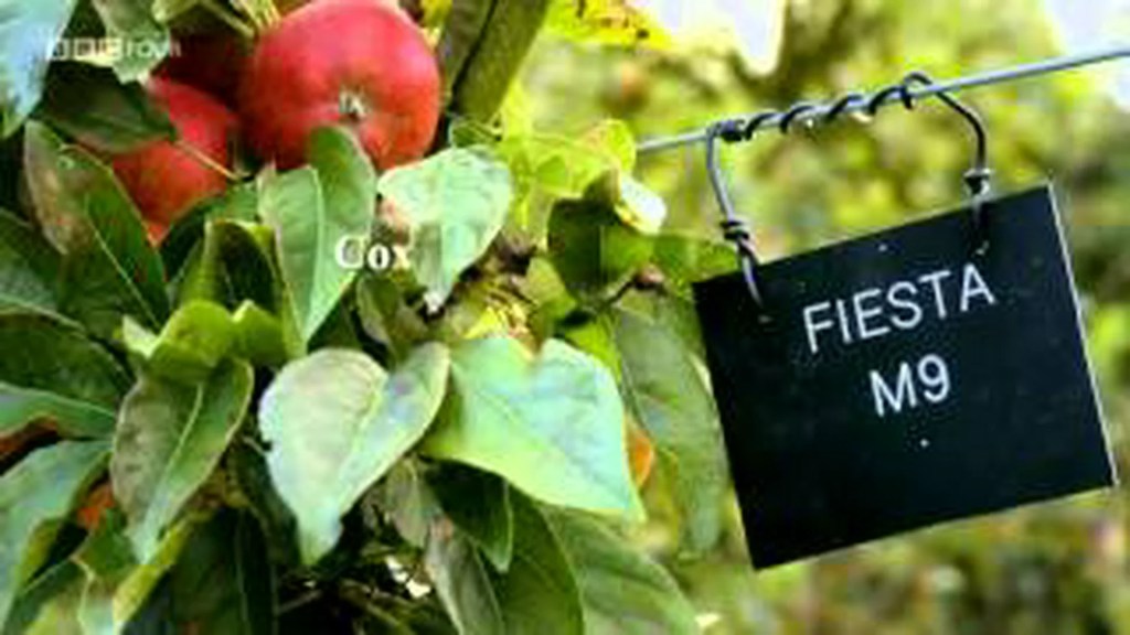 Apples: British to the Core Apples: British to the Core