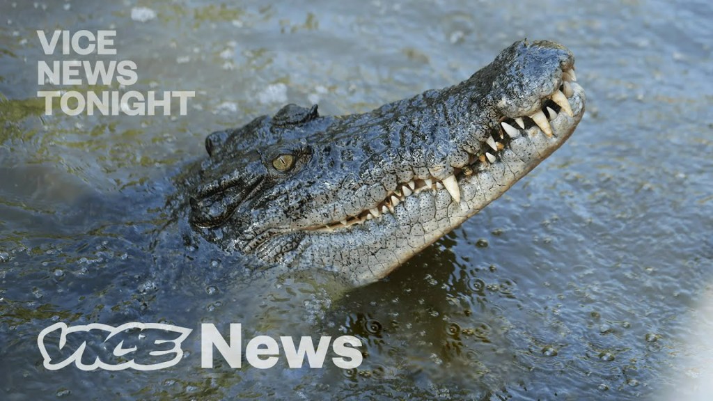 The 15 Best Documentaries About Crocodiles The 15 Best Documentaries About Crocodiles