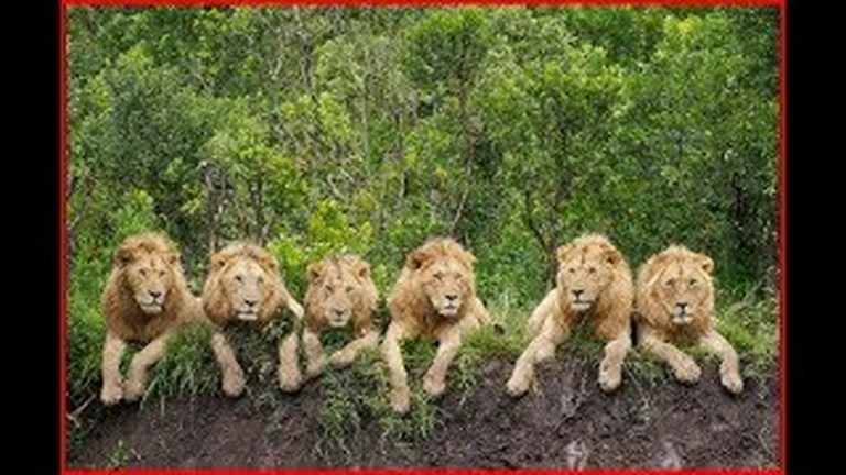 Lion Kingdom – Pride And Punishment Lion Kingdom – Pride And Punishment