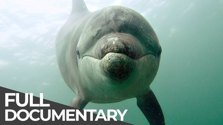 Ocean Stories 3 – Dolphins and Whales Ocean Stories 3 – Dolphins and Whales