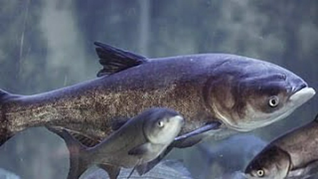 The 8 Best Documentaries About Carps The 8 Best Documentaries About Carps