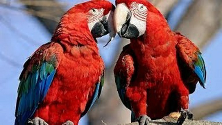 Parrots: Majestic Birds Parrots: Majestic Birds
