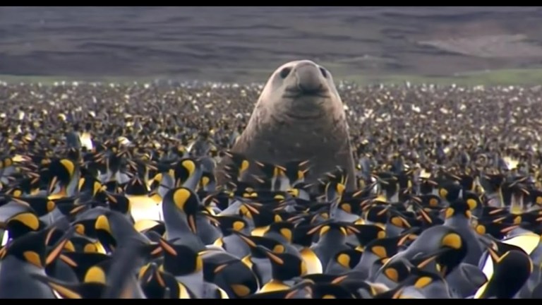 Penguin Baywatch | Wildlife Documentary Penguin Baywatch | Wildlife Documentary