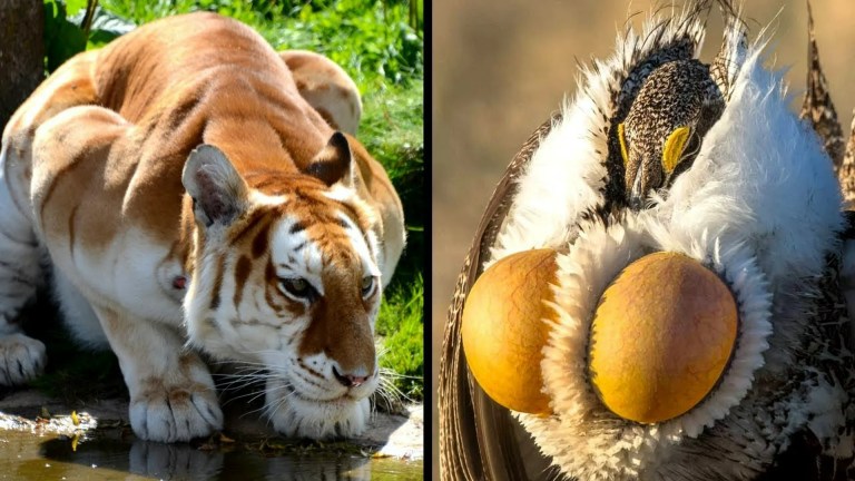 Extraordinary Animals Extraordinary Animals