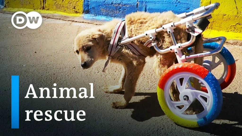 Saving abused animals – Dog rescue in Turkey Saving abused animals – Dog rescue in Turkey