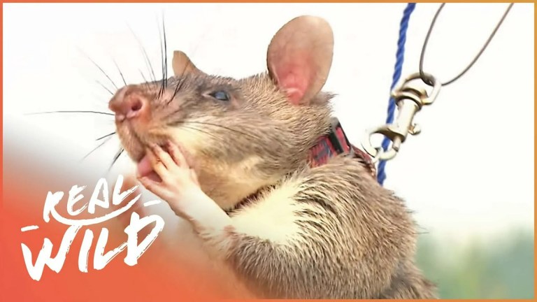 How Giant Rats Help Detect Landmines How Giant Rats Help Detect Landmines