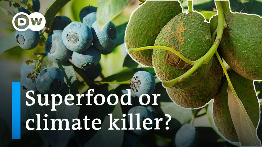 Superfoods and the environment – Avocados and blueberries from South America Superfoods and the environment – Avocados and blueberries from South America