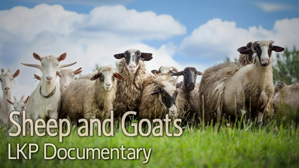 The 8 Best Documentaries About Sheep The 8 Best Documentaries About Sheep