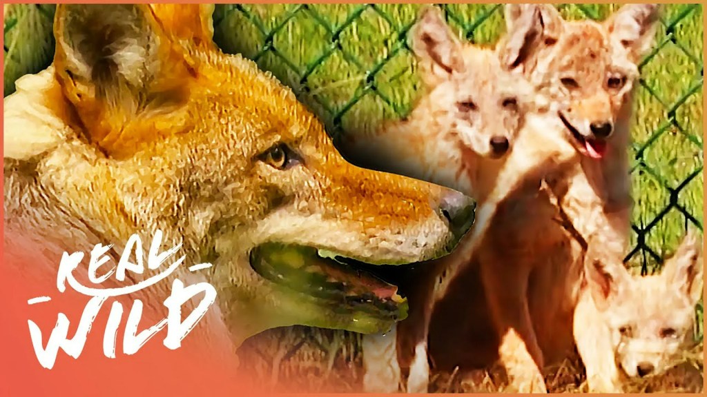 The 11 Best Documentaries About Coyotes The 11 Best Documentaries About Coyotes