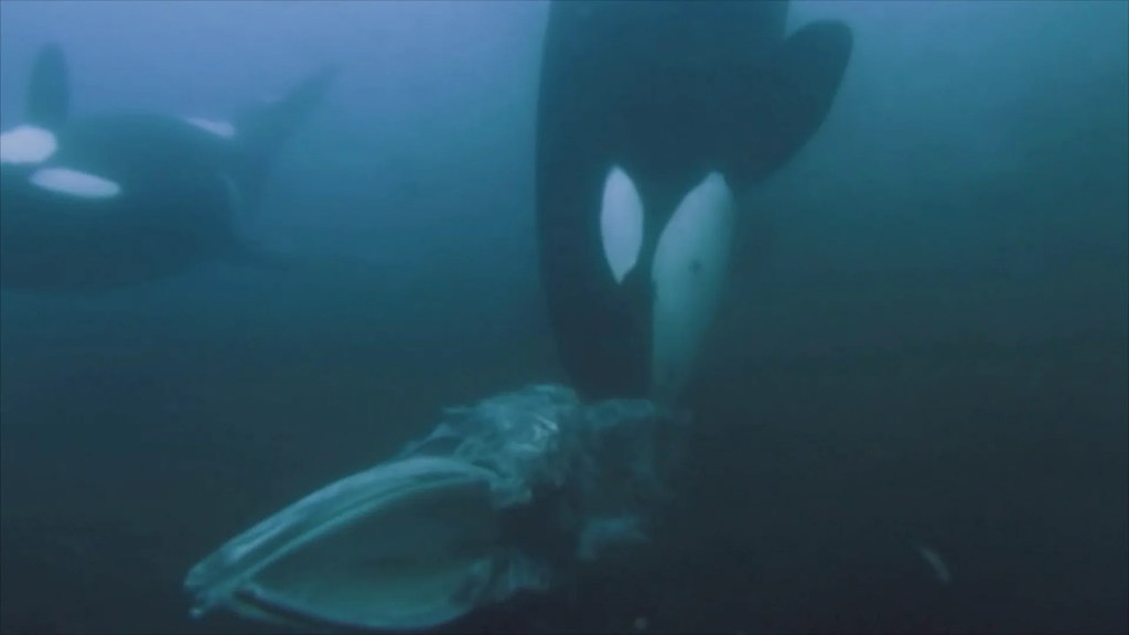 Incredible footage of orcas eating a minke whale Incredible footage of orcas eating a minke whale