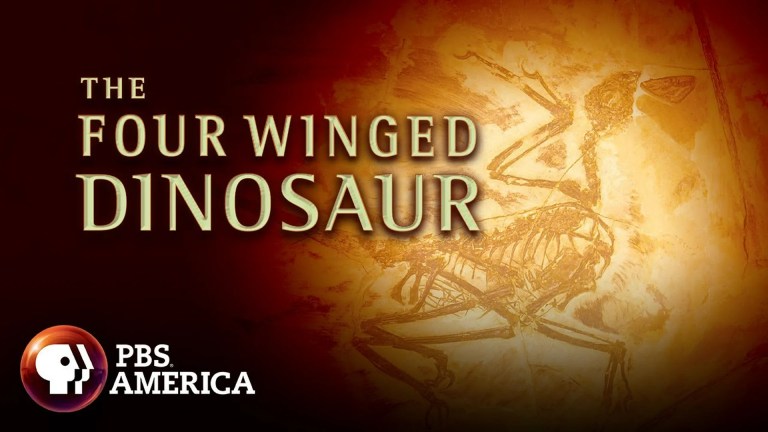 The Four-Winged Dinosaur The Four-Winged Dinosaur