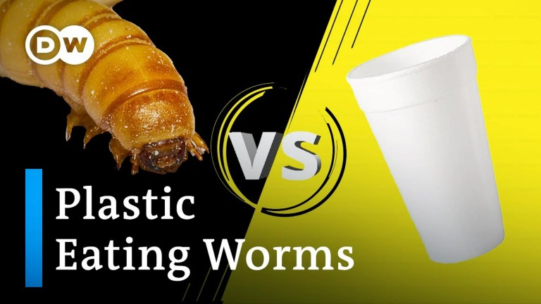 How worms could help solve plastic pollution How worms could help solve plastic pollution