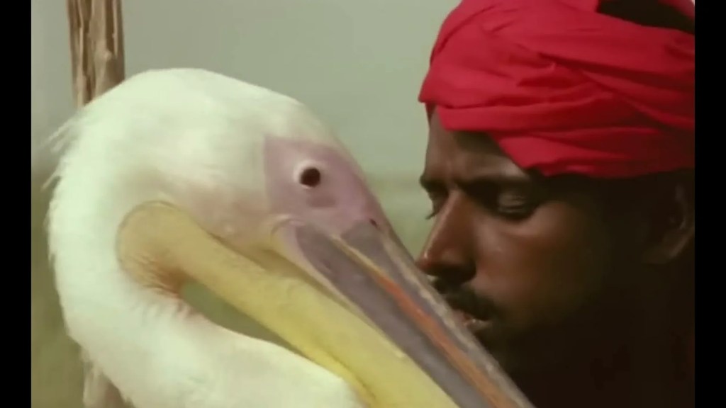 The 3 Best Documentaries About Pelicans The 3 Best Documentaries About Pelicans