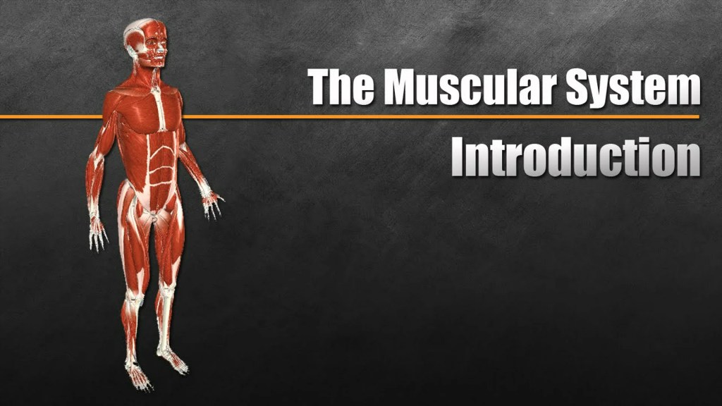 The Muscular System Explained In 6 Minutes The Muscular System Explained In 6 Minutes