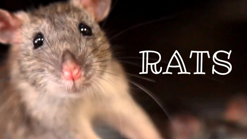 The 10 Best Documentaries About Rats The 10 Best Documentaries About Rats