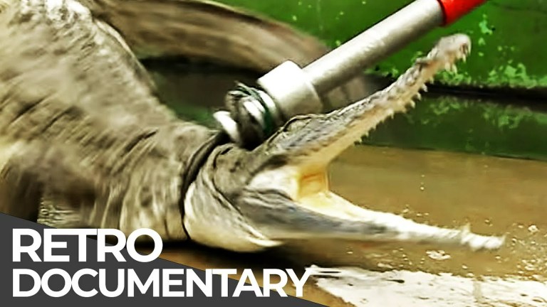 Extreme Jobs: Crocodile Breeder, RLNI Helmsman, Diamond Diver | Retro Doc Extreme Jobs: Crocodile Breeder, RLNI Helmsman, Diamond Diver | Retro Doc