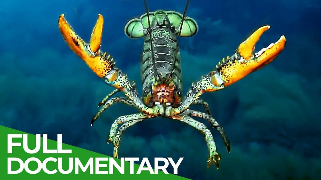 The 12 Best Documentaries About Lobsters The 12 Best Documentaries About Lobsters