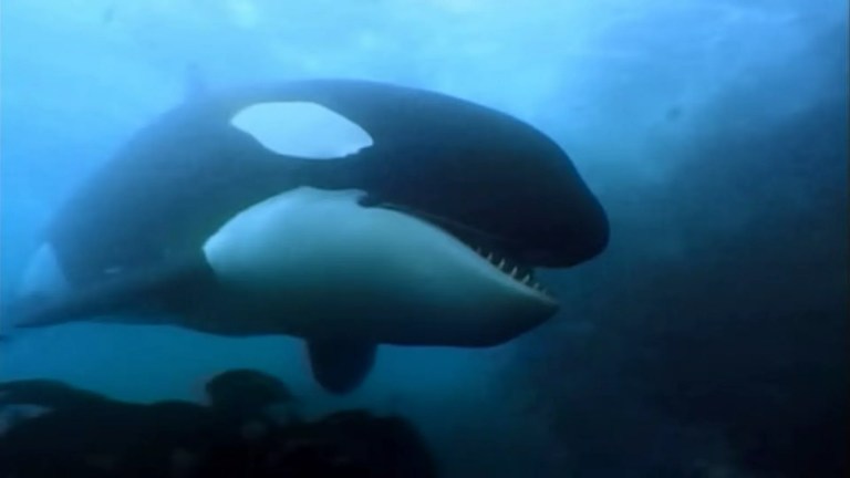 A Man Among Orcas | Orca, Indian Ocean A Man Among Orcas | Orca, Indian Ocean
