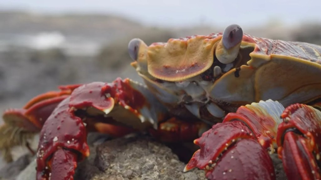 Octopus VS. Crabs Octopus VS. Crabs