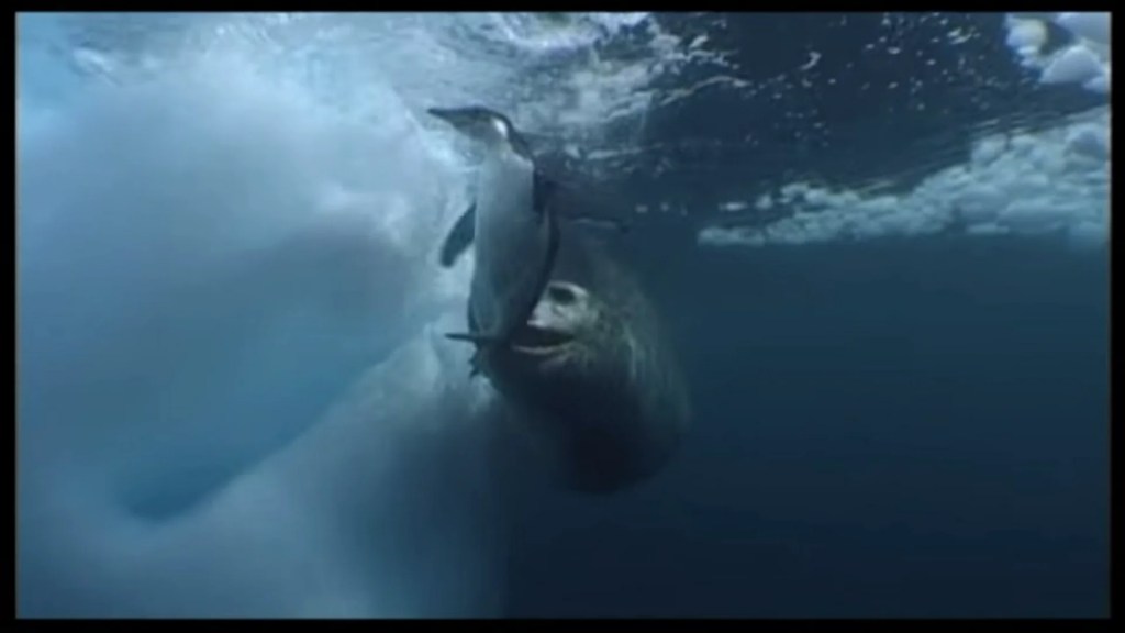 Leopard Seals Play With A Penguin Leopard Seals Play With A Penguin