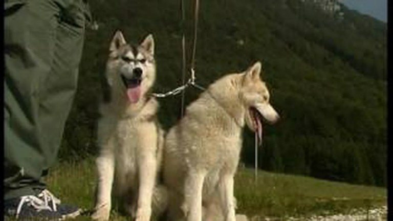 The Siberian Husky And Alaskan Malamute The Siberian Husky And Alaskan Malamute