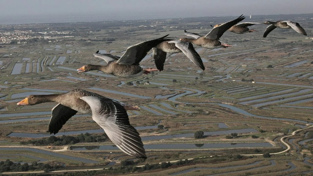 The Secret Routes of Migratory birds The Secret Routes of Migratory birds