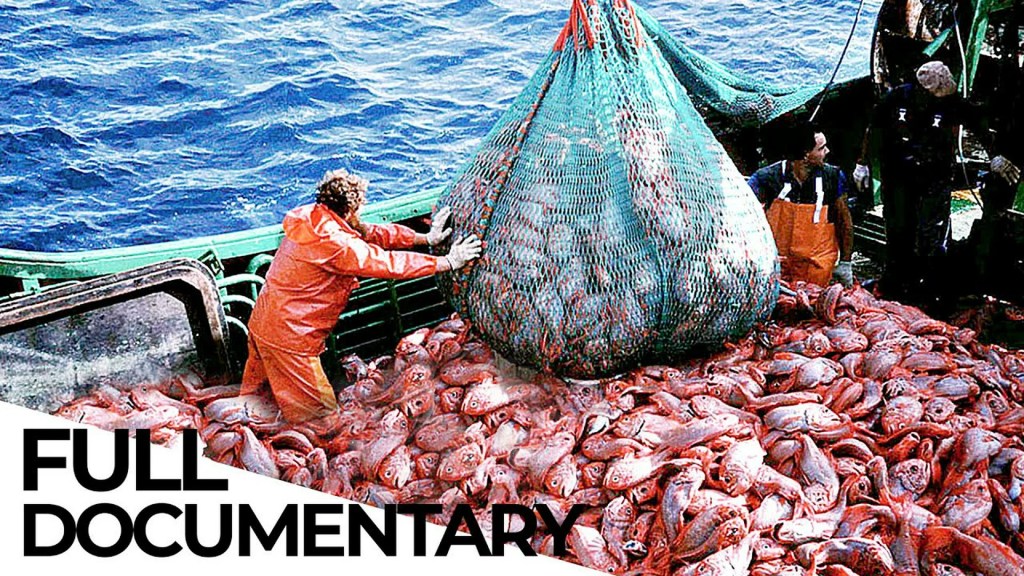 Where Have All the Fish Gone? | Overfishing Crisis Where Have All the Fish Gone? | Overfishing Crisis