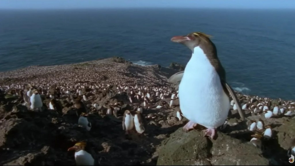 Penguin Baywatch – Antarctica | Wildlife Documentary Penguin Baywatch – Antarctica | Wildlife Documentary