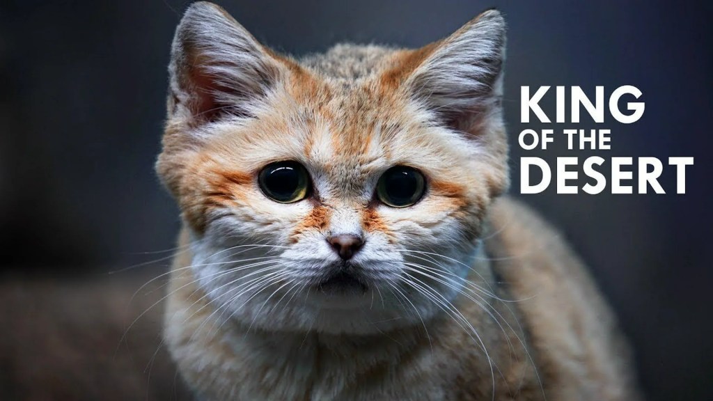 Sand Cat: The King of the Desert Sand Cat: The King of the Desert
