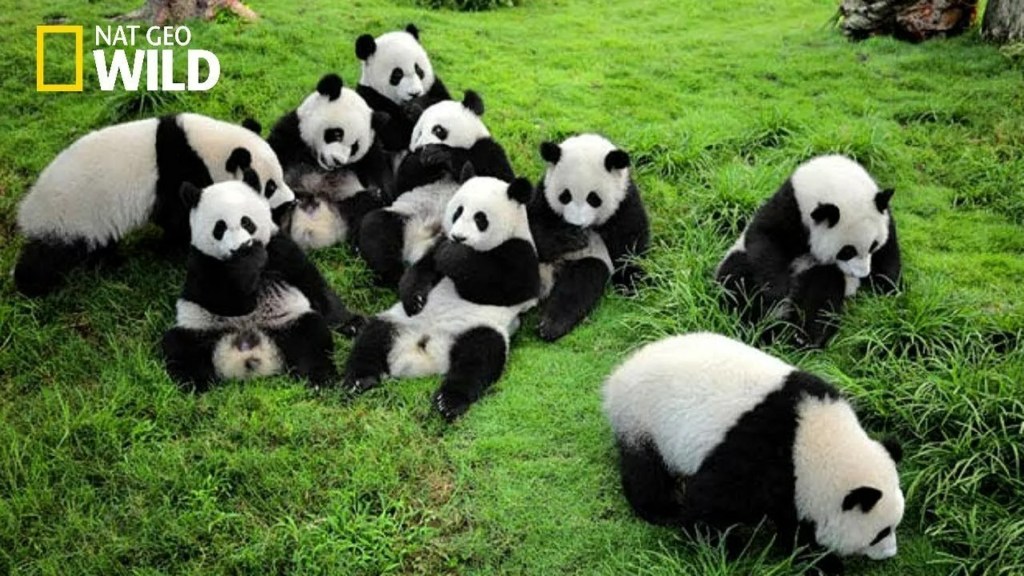 Life of Rare Panda Life of Rare Panda